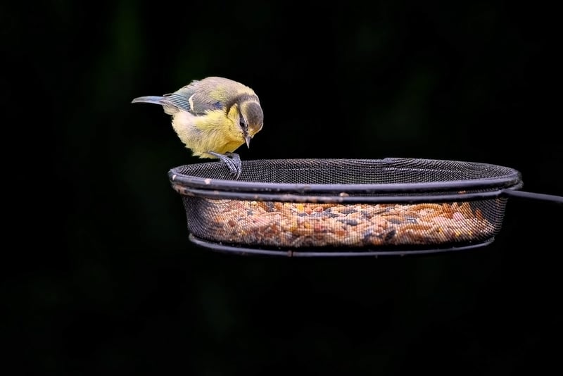 Teacup Bird Feeder